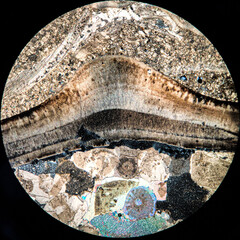A microscopic view of thinly ground rock containing ancient fossils with trilobite © VisionBloom
