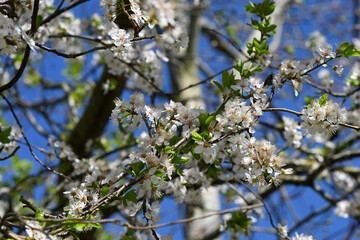 blossoming tree