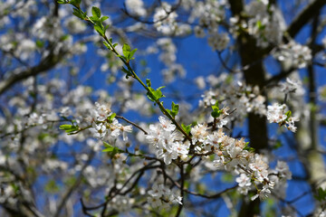 blossoming tree