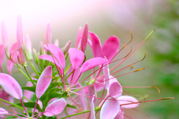 pink flowers in spring