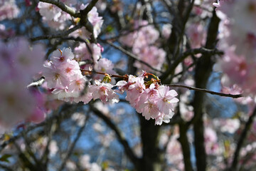 cherry blossom
