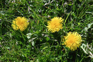 dandelion in the grass