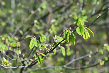 leaves on a branch