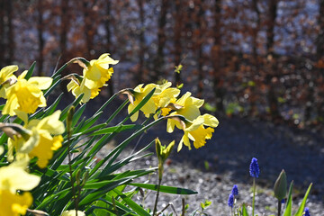 daffodils in spring
