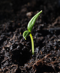 A small sprout of bell pepper sprouts in the ground.