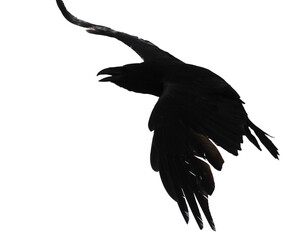 Silhouette of a black crow in flight on a white