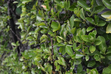 green leaves background