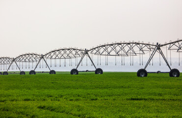 Fototapeta na wymiar Irrigation equipment in a wheat field.