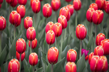 Red tulips in nature as a background.