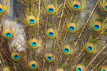 Obraz premium Multicolored peacock feathers as a background.