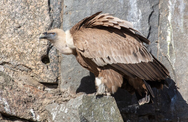 Portrait of a vulture in the zoo.