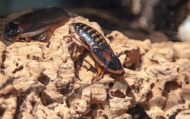 Large cockroaches in nature. Macro
