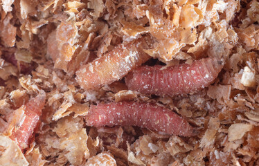 Red maggot worms in sawdust.