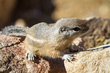 Chipmunk on a rock at Joshua Tree National Park, California