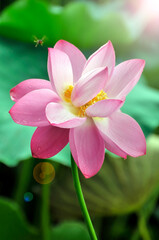 Blossoming lotus flowers