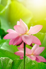 Blossoming lotus flowers