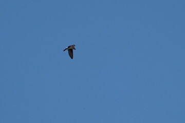 asian house martin in flight