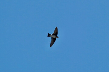 asian house martin in flight