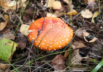 Mushroom red fly agaric in nature.