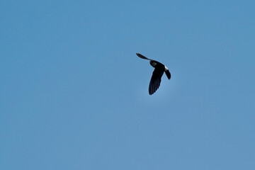asian house martin in flight
