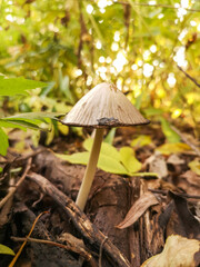 Toadstool mushroom in nature. Close-up