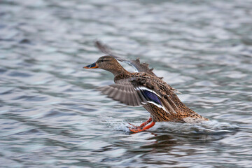Mallard Duck flapping its wings as it rises up from the water in London, UK