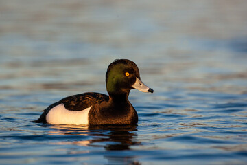 Tufted duck swimming on a pond in the early morning