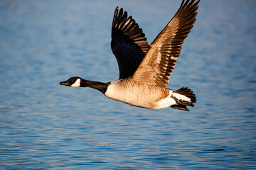 Canada Goose running on water as it takes off