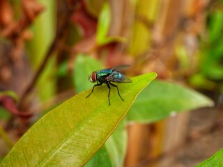 close up of a dragonfly