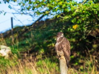 Beautiful Common Buzzard resting on a post at the roadside
