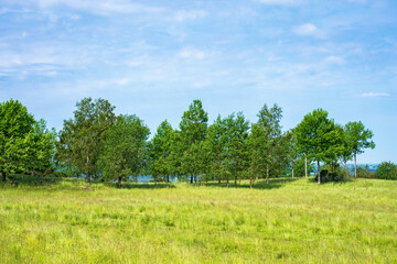 Obraz premium Tree grove on a summer meadow