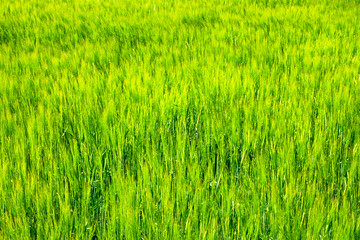 Green corn field in summer