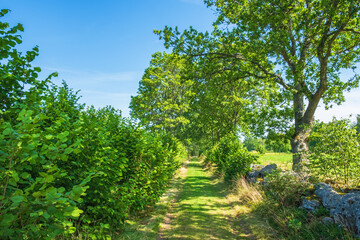 Obraz premium Sunny grass road with lush trees in the countryside