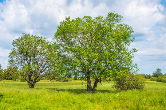 Deciduous trees on a summer meadow