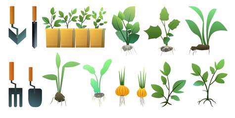 Set of Seedling garden plants with roots. Sowing agricultural material. Roots in box. Isolated on white background. Vector