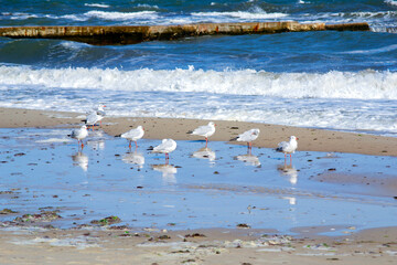 Many white sea gulls on the sandy beach of the sea shore on a sunny day. Greater high waves roll on the sand of the shore. Waves crash on an old concrete breakwater. Strong wind, stormy weather, storm