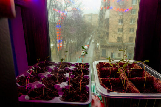 small sprouts in a box in the light of a phytolamp. red and blue light. garden on window. close-up. High quality photo