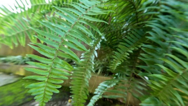 The leaves of ferns or suplir plants are green which have spores on the underside of the leaves, have brown stalks