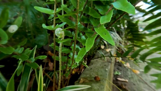 The leaves of ferns or suplir plants are green which have spores on the underside of the leaves, have brown stalks