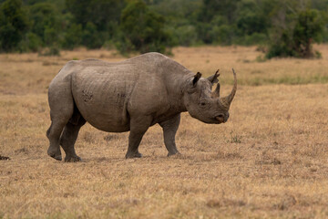 White Rhinoceros Ceratotherium simum Square-lipped Rhinoceros at Khama Rhino Sanctuary Kenya Africa.sunset