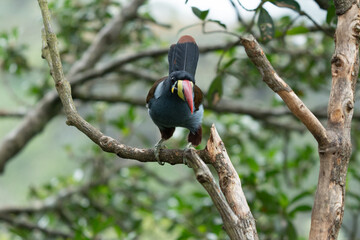 beautiful colored plate-billed mountain toucan (Andigena laminirostris) sitting n the branch very near in the cloud forest