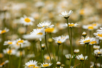 Fototapeta na wymiar close-up of white daisy flowers in the meadow. Blurred background. Wildflowers