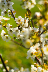 dwarf cherry tree blossom at springtime