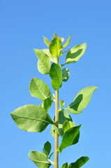 Baluntas or Pluchea indica, the species of flowering plant in the aster family, Asteraceae