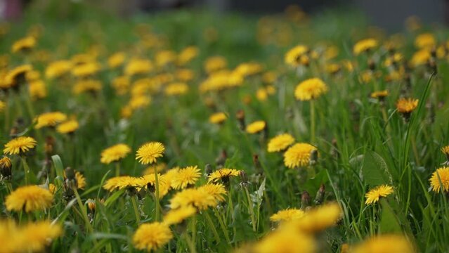 Camera moving forward through yellow dandelion flowers and fresh spring green grass on pretty meadow. Dandelion plant with medicinal effect. Summer concept. Low angle dolly steady shot.