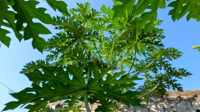 Papaya or pawpaw plants that are still young, have green finger-shaped leaves with brighter veins