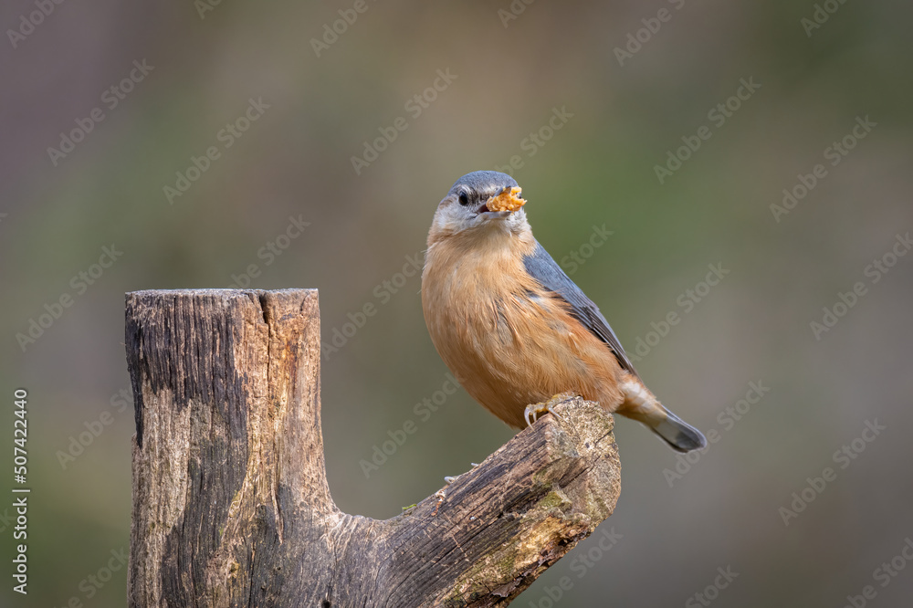 Aufkleber a portrait of a nuthatch perched on a branch with food in its beak. it is taken against an out of fo