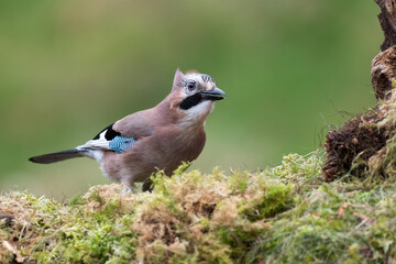 Obraz premium A close up of a jay as it perches on a lichen covered log. Taken against a clean out of focus background