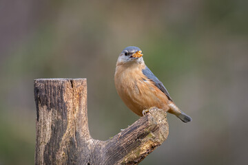 A portrait of a nuthatch perched on a branch with food in its beak. It is taken against an out of focus clean background