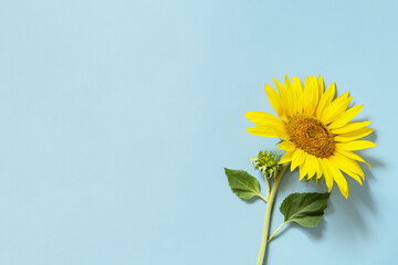 Beautiful sunflower on a pastel blue background. Greeting card template. View from above. Copy space.